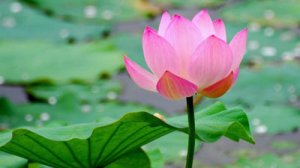 Pink-lotus-WEB-400x225